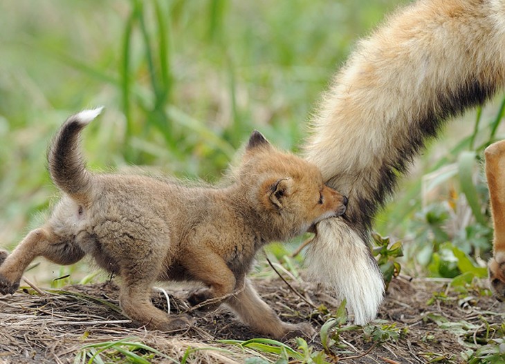 zorrito agarrado de la cola de su mama