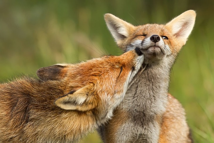 dos zorros uno dandole un beso al otro