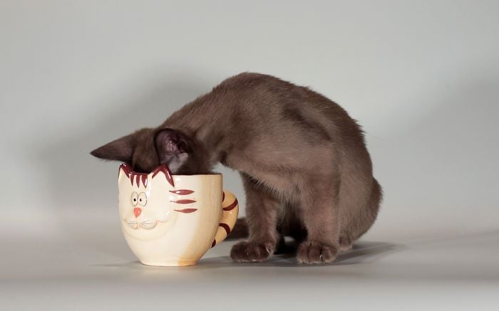 gato tomando agua de una taza con un gatito