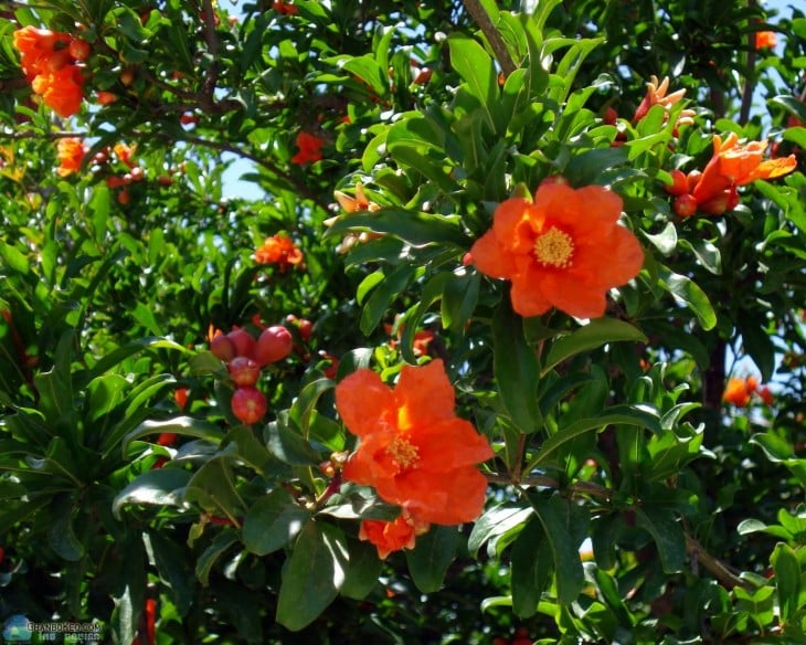 flor de arbol de granadas