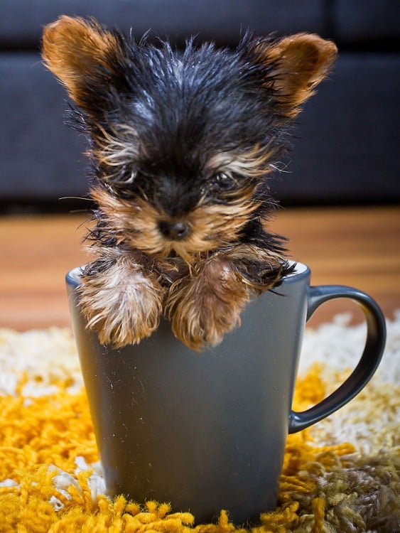 perrito yorkshie dentro de una taza gris