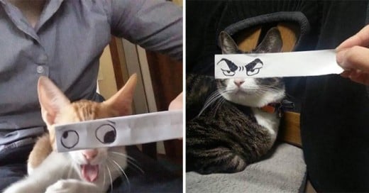 dueños gatos les dibujan ojos al estilo anime