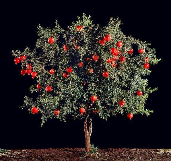 arbol de granadas