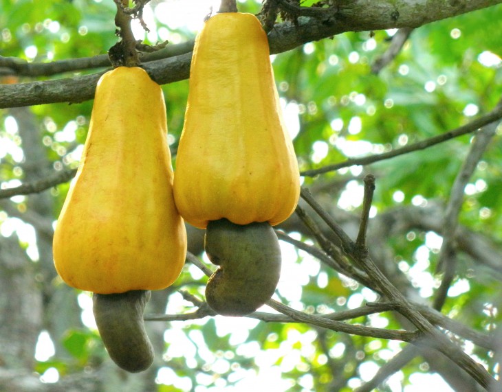 planta de castañas de cajú