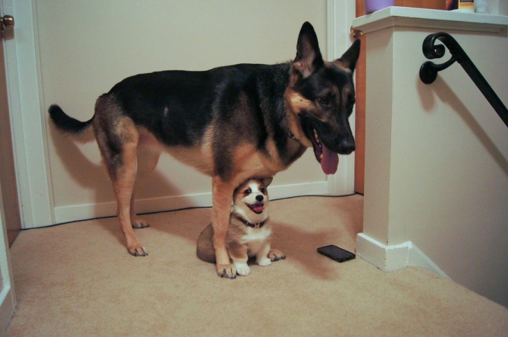 perro ocultando a perrito