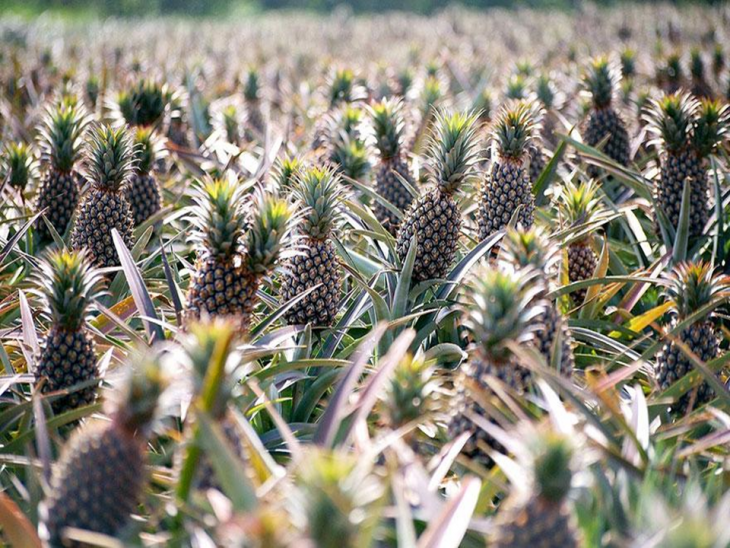 árboles de piñas