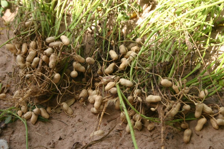 frutos de la planta de manii