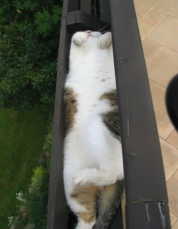 gato durmiendo adentro de un tubo