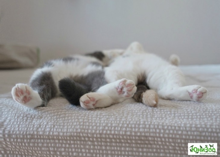 gatos durmiendo arriba de la cama