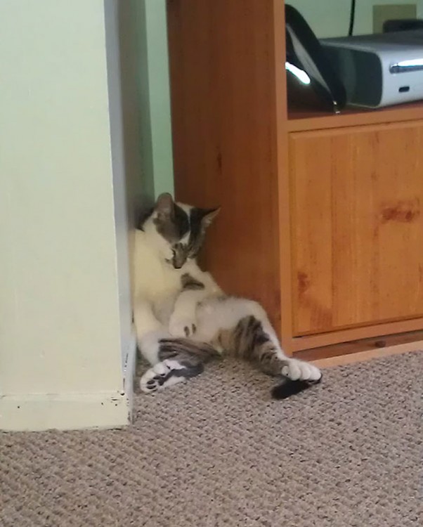 gato durmiendo contra la pared