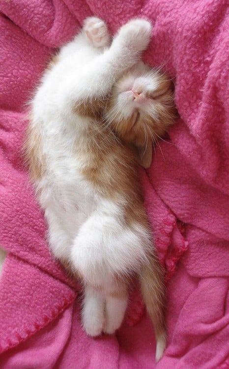 gato blanco durmiendo arriba de manta rosada