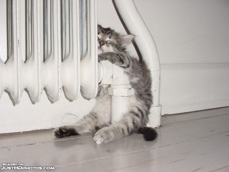 gato durmiendo al lado de la calefaccion