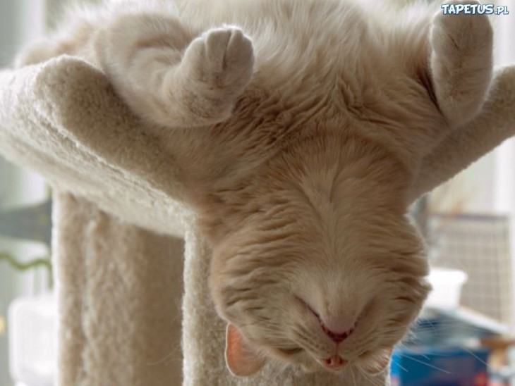 gato pardo durmiendo en una reja