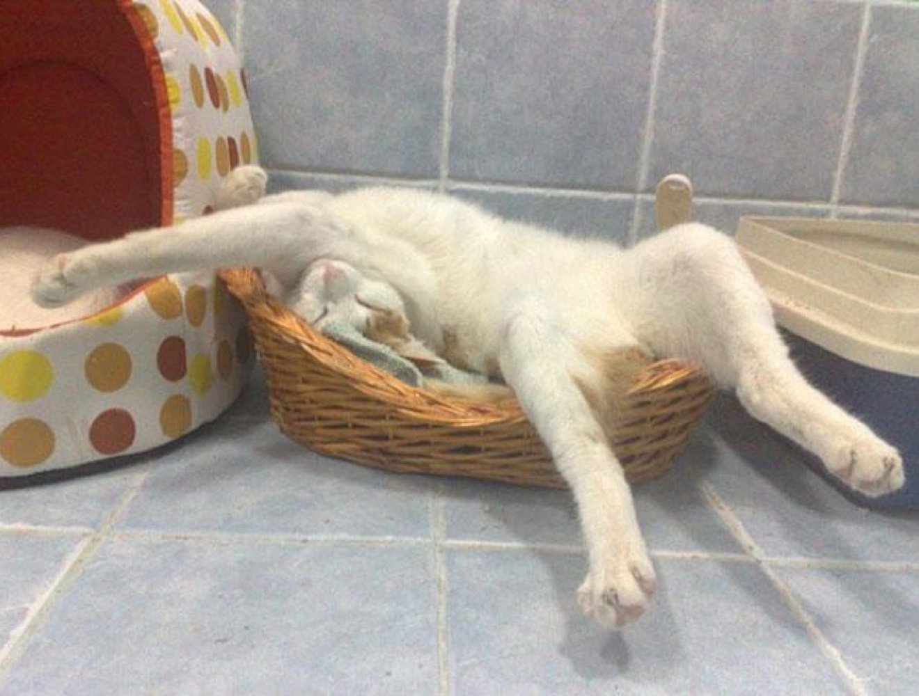 Chistosos gatos que son maestros durmiendo