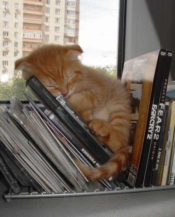 gato pardo durmiendo entre los libros