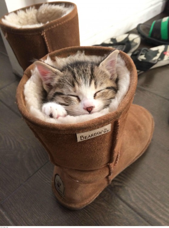 gato durmiendo adentro de una bota