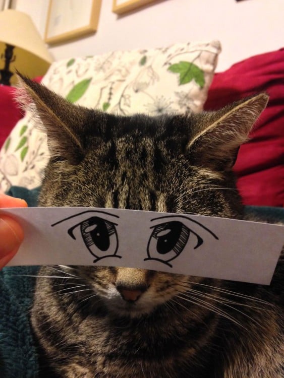 gato atigrado con ojos tiernos dibujados