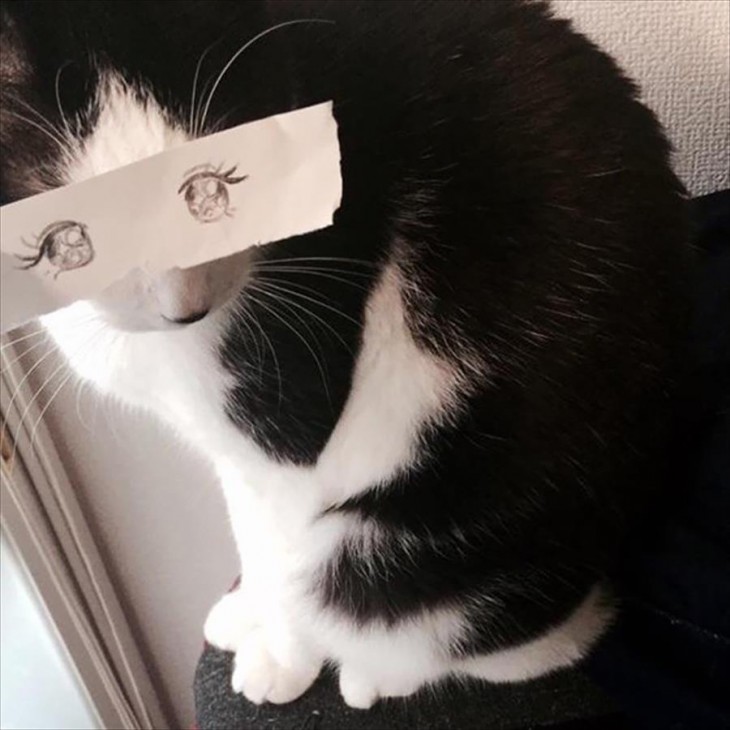 gato blanco y negro con ojos dibujados