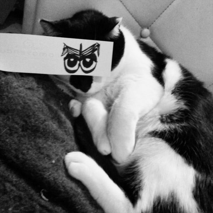 gato blanco y negro con ojos dibujados