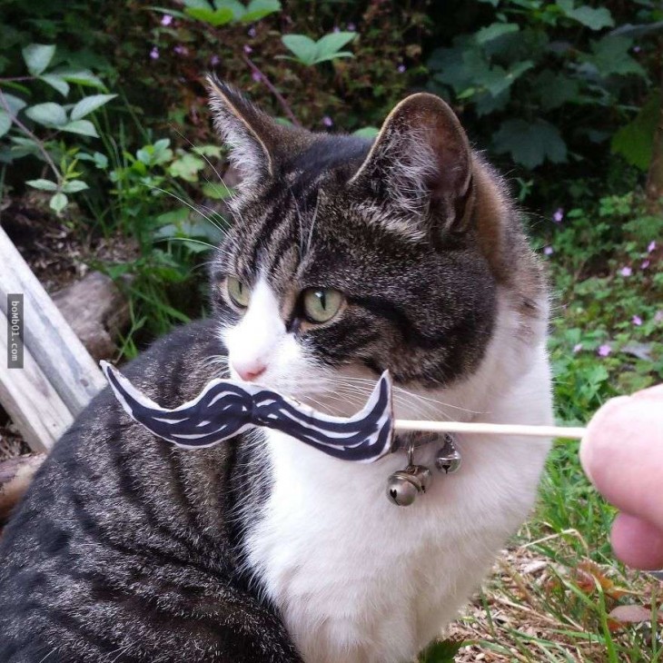 gato blanco y atigrado con bigotes dibujados