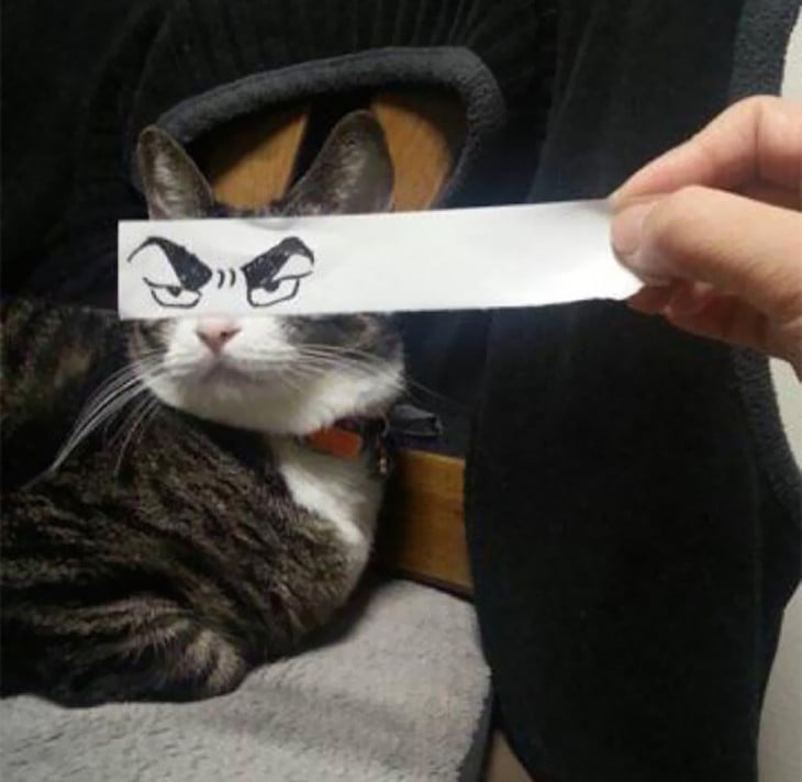 gato con ojos de malvado dibuujados