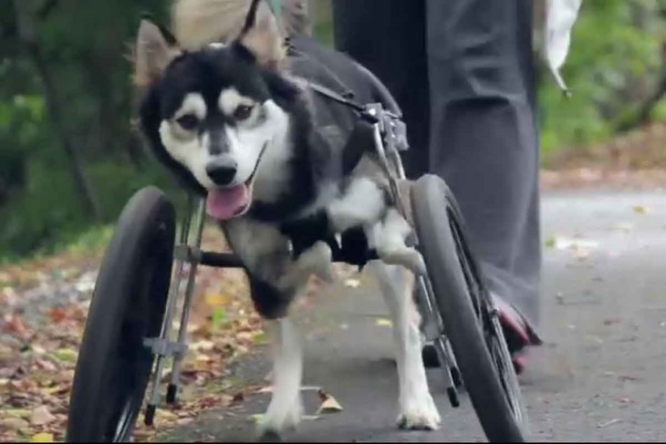 pero husky en silla de rueda