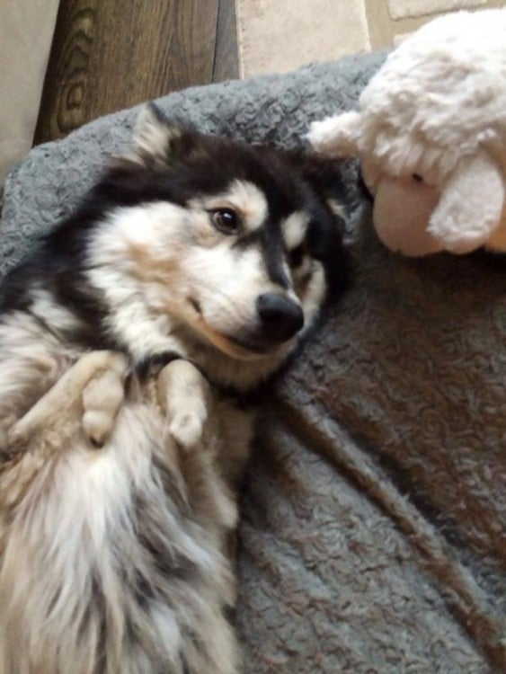 perro husky con patas deformes