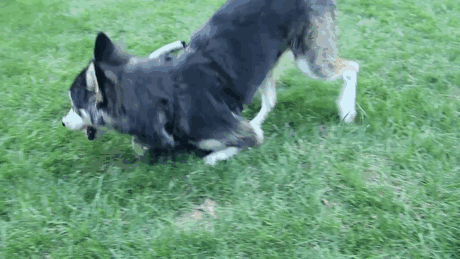 husky derby con patas deformes