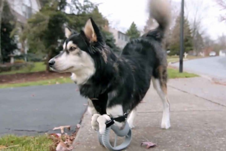 perro husky usando la prostata 3d