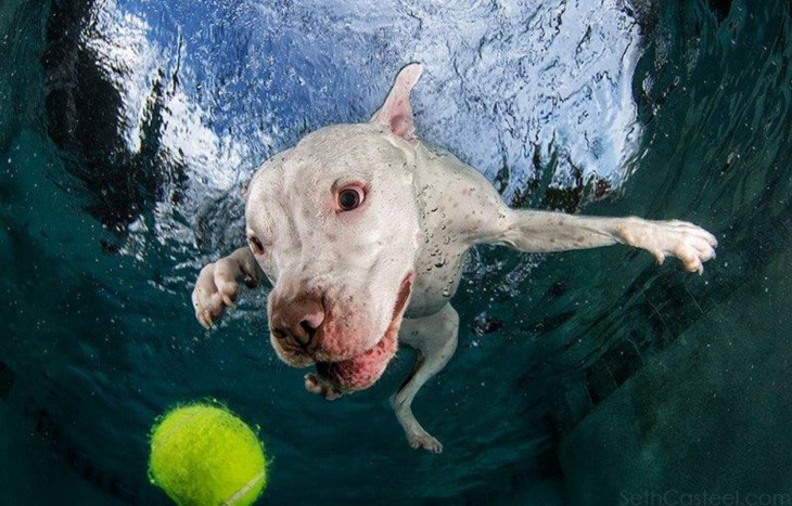 perro dogo blanco debajo del agua con pelota