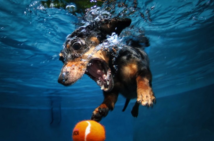 perro daschund debajo del agua con pelota