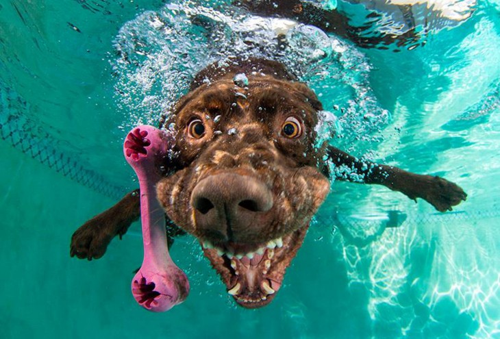 labrador marron debajo del agua con pelota