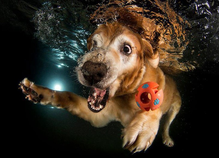 perro labrador debajo del agua con pelota