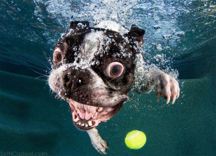 perro pug debajo del agua con pelota