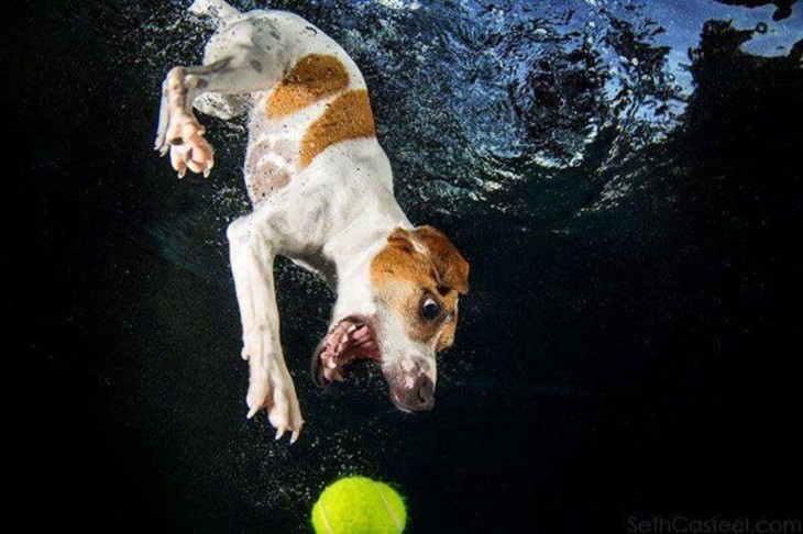 perro balnco y marron debajo del agua con pelota