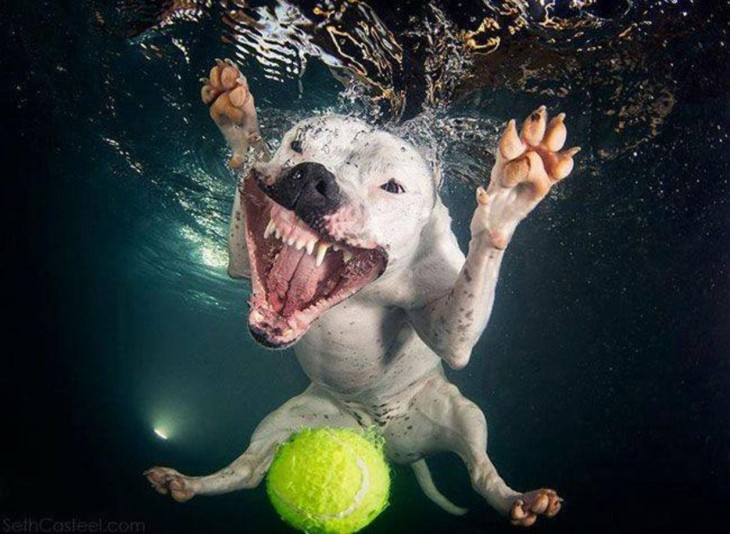 perro blanco dogo debajo del agua con pelota