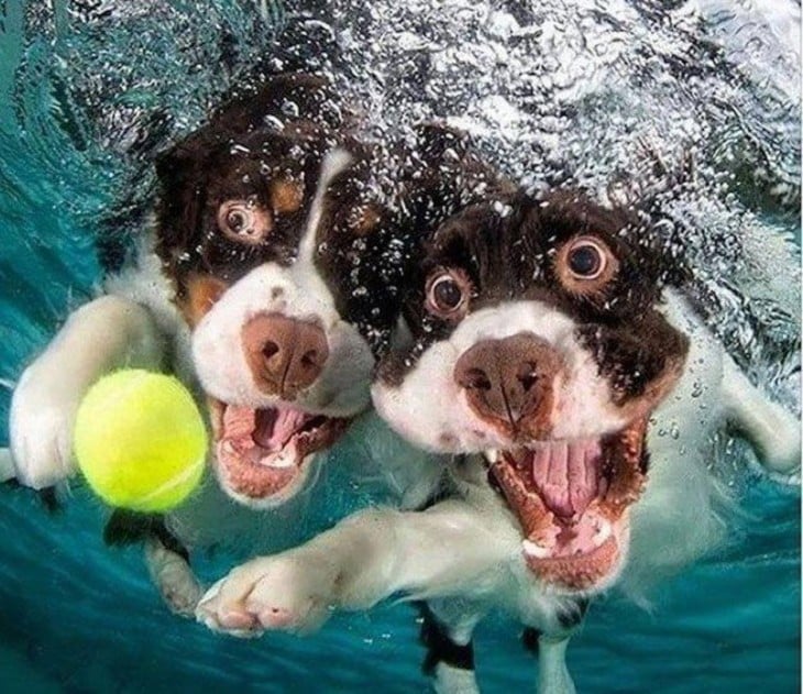 dos perros cocker spaniel ingles debajo del agua con pelota