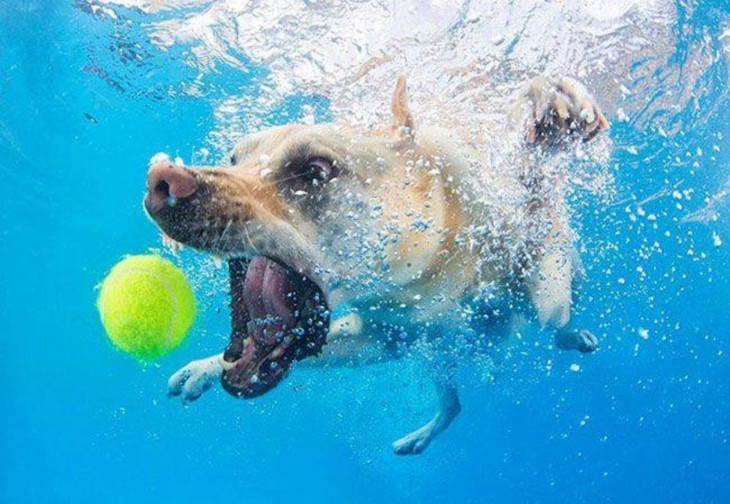 perro labrador marron debajo del agua con pelota