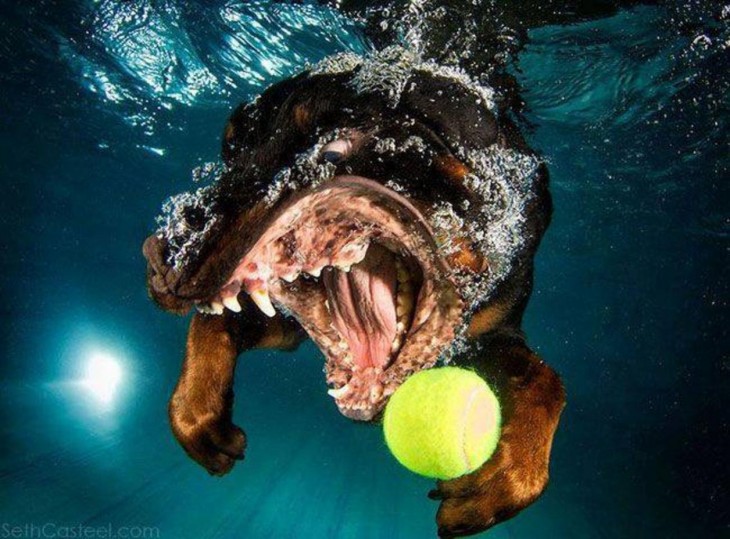 rottwailer debajo del agua con pelota