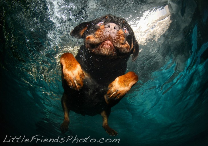 rottwailer debajo del agua con pelota