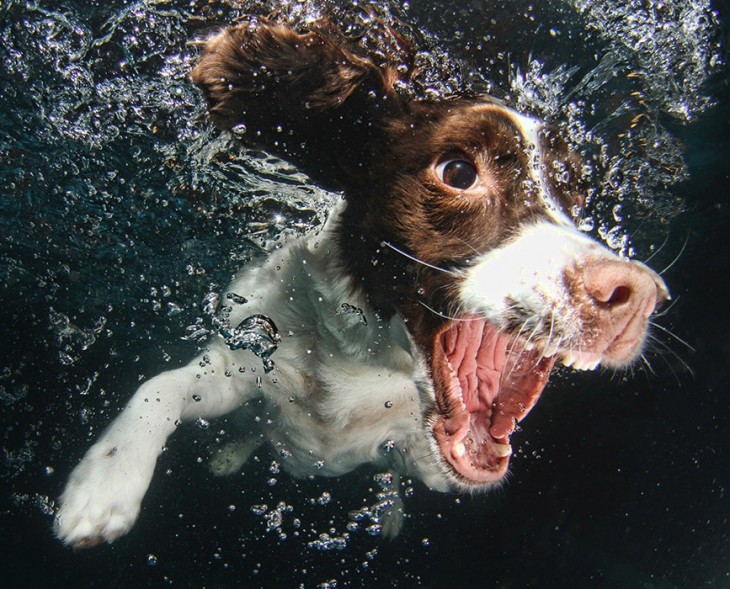 perro cocker spaniel ingles debajo del agua con pelota