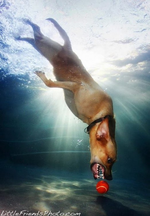 perro labrador debajo del agua con pelota