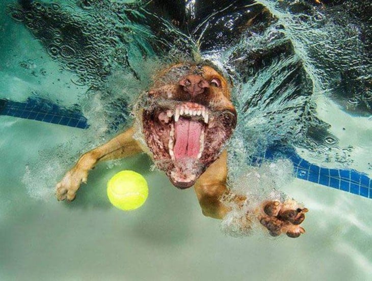 perro dogo debajo del agua con pelota