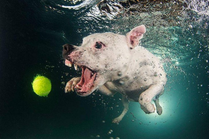 perro dogo blanco debajo del agua con pelota