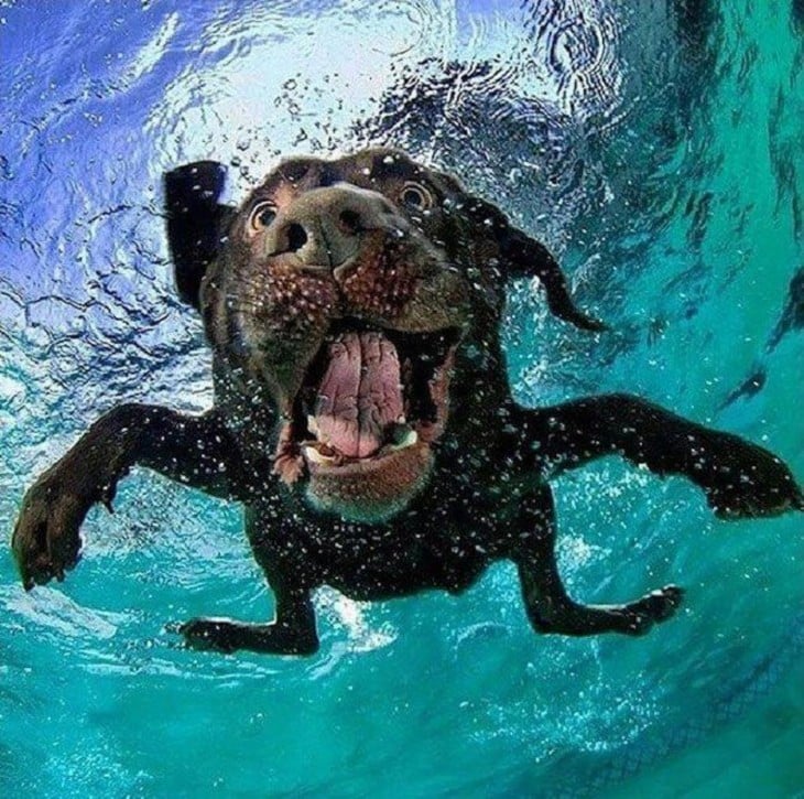 perro labrador negro debajo del agua con pelota