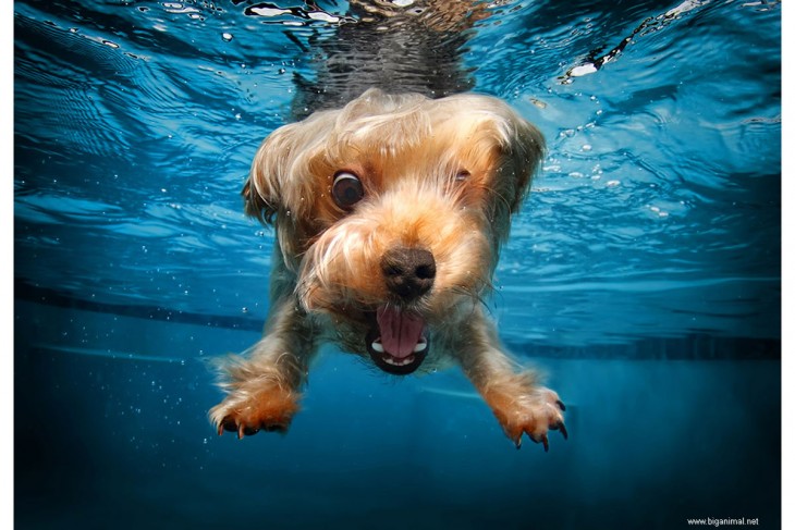 perro terrier debajo del agua con pelota