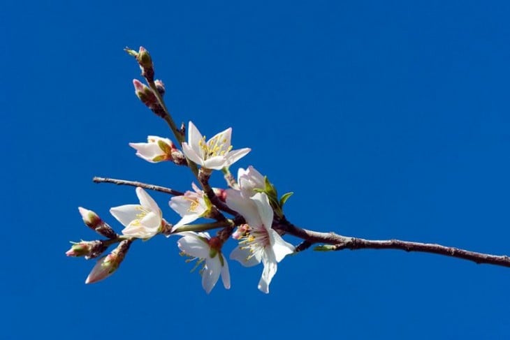 flor de almendros