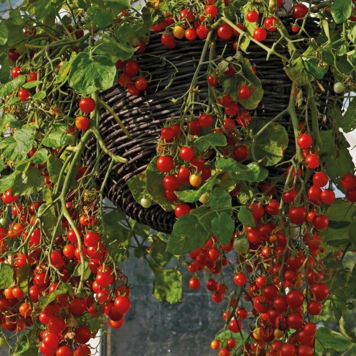 racimos de tomatitos cherry