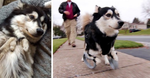 como la tecnologia 3d no le permite a los perros caminar o correr