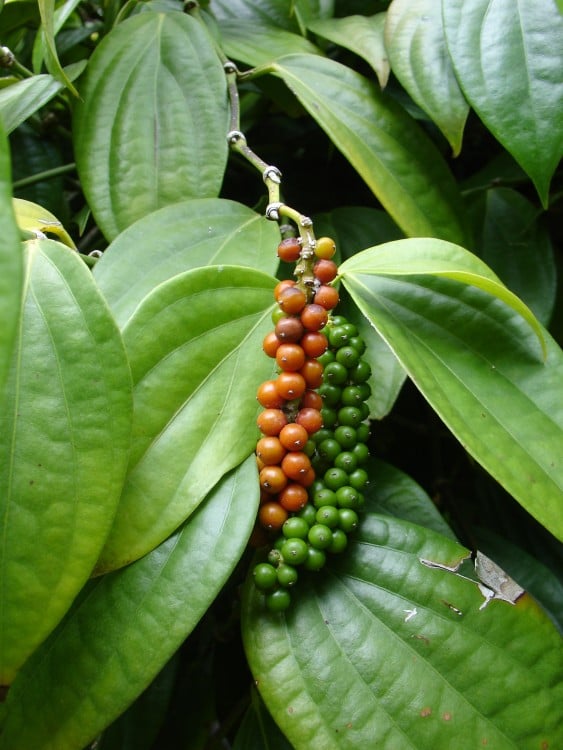 hoja con frutos de Pimienta negra